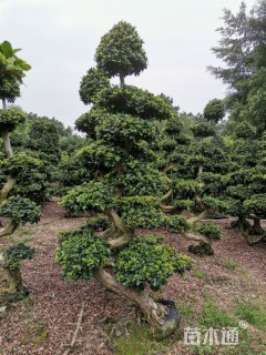 造型小叶榕
