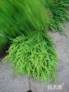 高度20厘米柏木