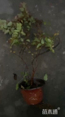 高度25厘米金焰绣线菊