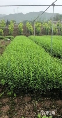 高度30厘米银姬小蜡