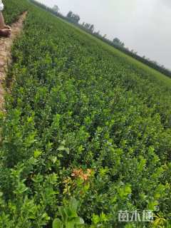 高度60厘米大叶黄杨