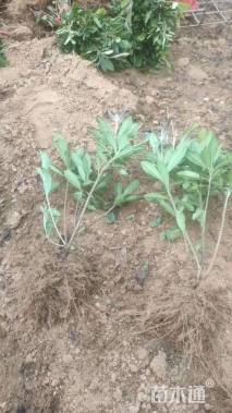 高度30厘米毛鹃