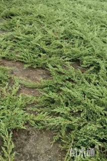 高度40厘米铺地柏