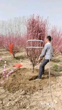 高度250厘米丛生榆叶梅