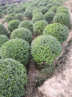 冠幅150厘米小叶女贞球