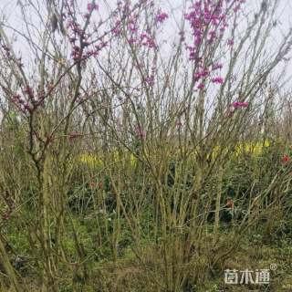 高度400厘米巴杆红丛生紫荆