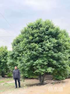 高度500厘米丛生美国红枫