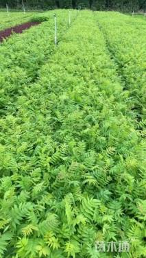 高度40厘米珍珠梅