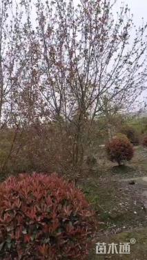 12公分垂丝海棠