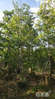 10公分尖叶杜英