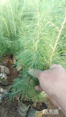 高度40厘米雪松小苗