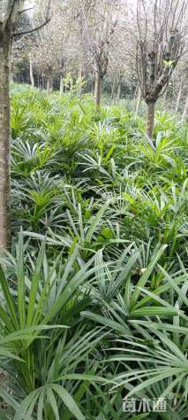 裸干高50厘米细叶棕竹