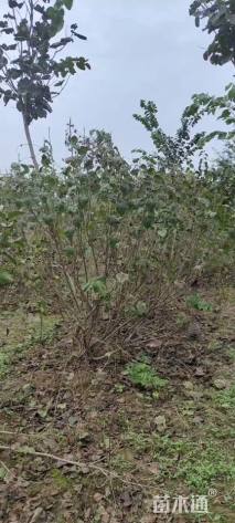 高度200厘米丛生紫丁香