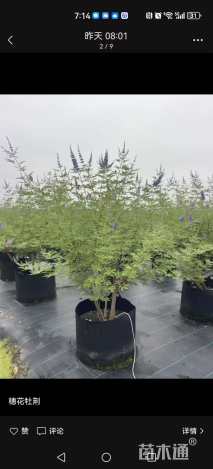 高度180厘米穗花牡荆