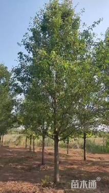 10公分彩叶豆梨