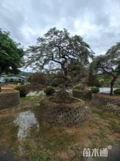 高度270厘米羽毛枫