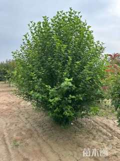 高度200厘米丛生木槿