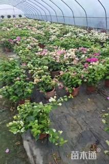 高度30厘米三角梅