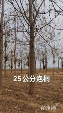 18公分紫花泡桐