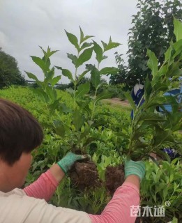高度70厘米水腊