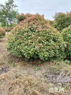 冠幅200厘米红叶石楠球