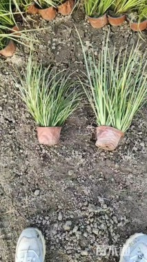 高度25厘米石菖蒲