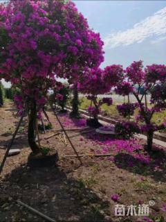 高度150厘米三角梅