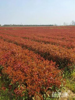 高度50厘米红叶石楠小苗