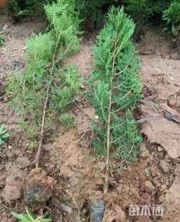 高度80厘米侧柏