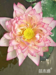 高度10厘米荷花