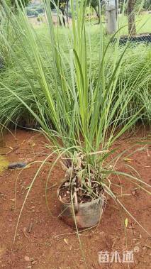 高度80厘米矮蒲苇