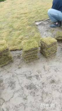 草块状草皮
