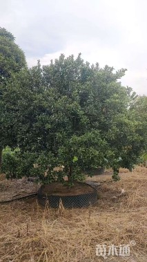 高度150厘米金桔