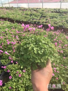 高度15厘米高度15-20厘米红花酢浆草