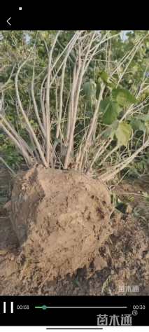 高度300厘米丁香