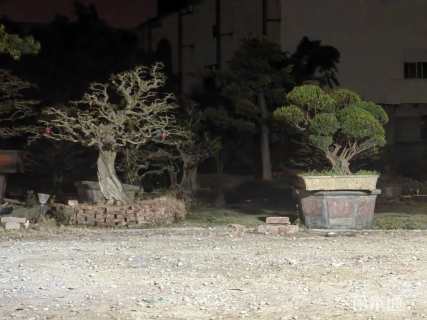 30公分造型对节白蜡