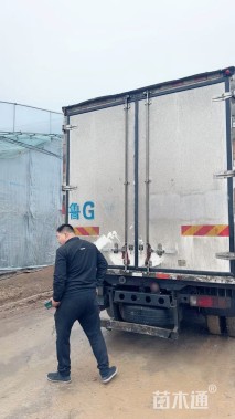 高度80厘米矮蒲苇