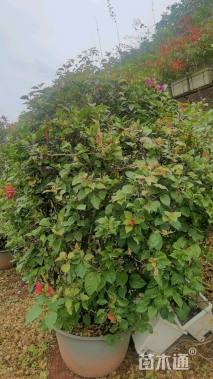 高度180厘米三角梅