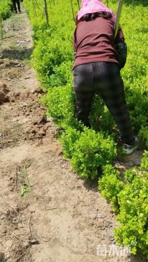 高度50厘米瓜子黄杨