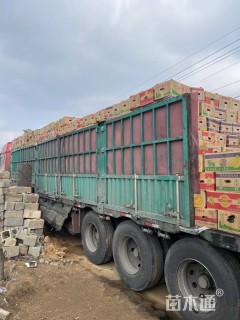 高度15厘米矮牵牛