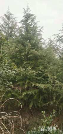 高度200厘米雪松