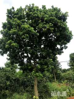 22公分高杆杨梅