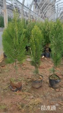 高度50厘米洒金柏