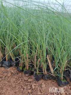 高度40厘米细叶芒