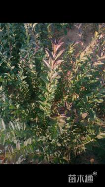 高度60厘米紫叶水蜡