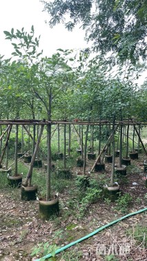 10公分鸡冠刺桐