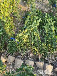 高度100厘米大叶黄杨