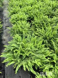 高度25厘米波斯顿蕨