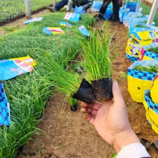 高度28厘米青绿苔草