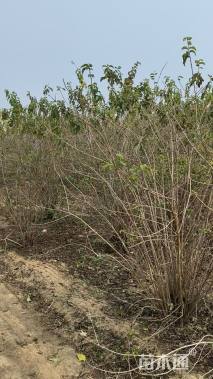 高度200厘米金银木